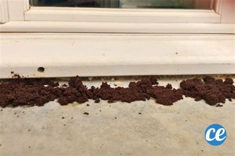 Fourmis évitant une barrière de marc de café