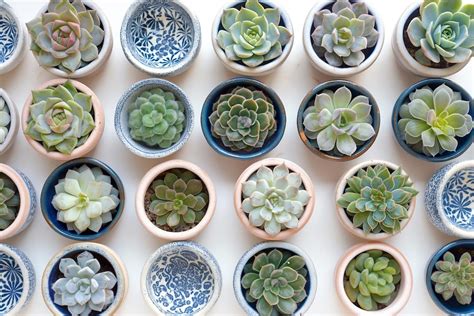 Plantes succulentes diverses en petits pots
