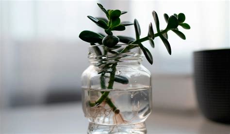 Bouture de plante grasse enracinée