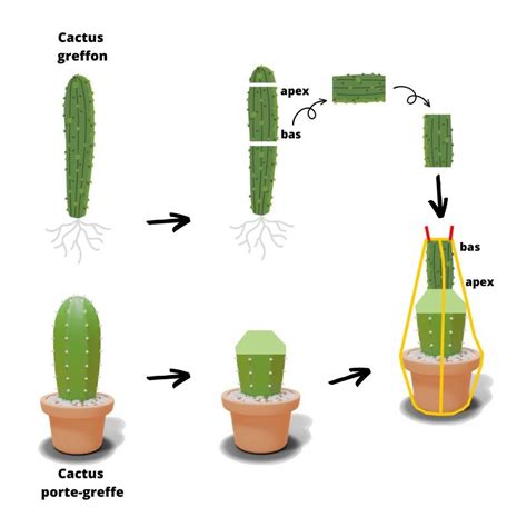 Schéma d'une greffe de cactus