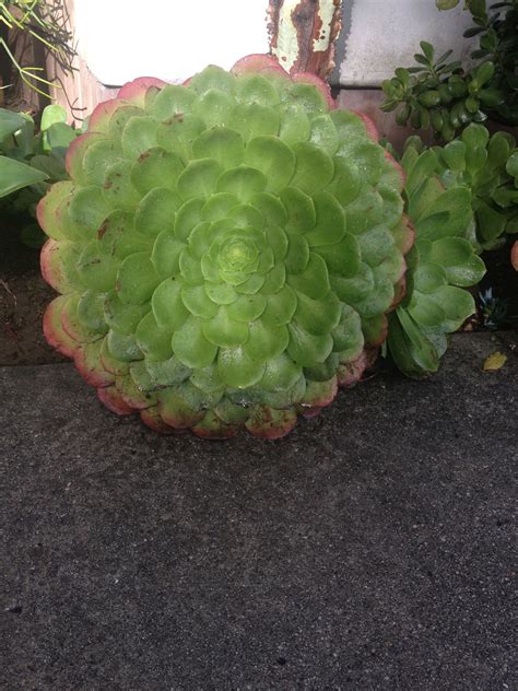 Aonium nobile