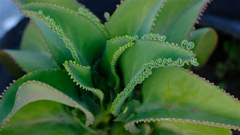 Variétés de kalanchoés