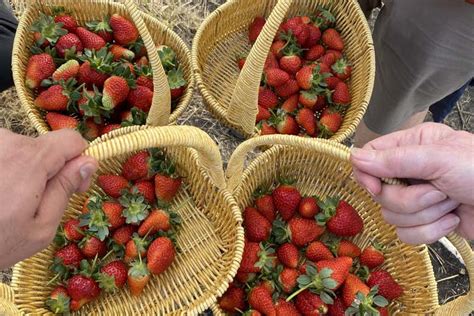 panier de fraises fraîchement cueillies et une application Twint sur un smartphone