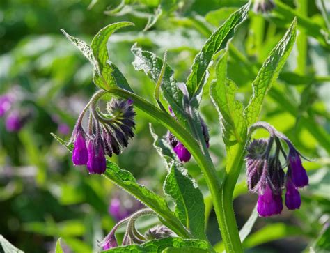 Plante de consoude