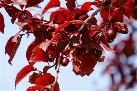 Illustration comparative des feuilles de Prunus nigra et Prunus americana