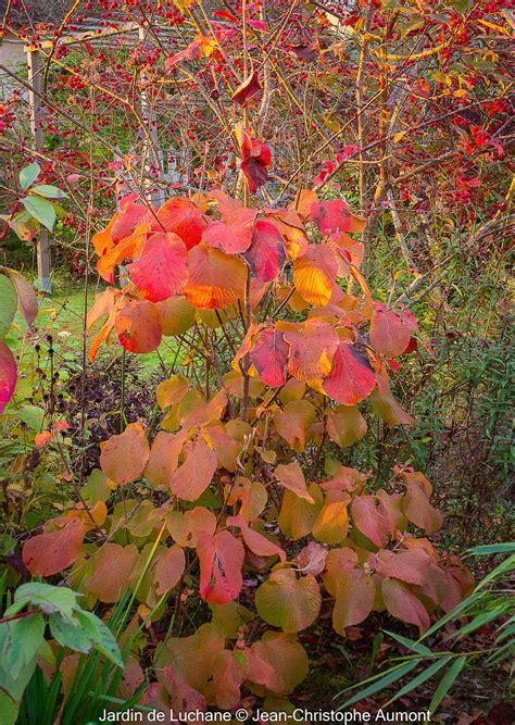 Feuillage d'Epimedium aux teintes bronze en automne