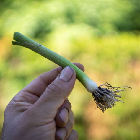 Illustration d'un plant de poireau habillé, prêt à être planté