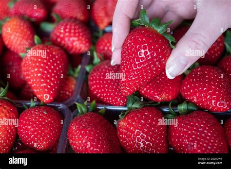 Variété de fruits rouges cueillis à la main