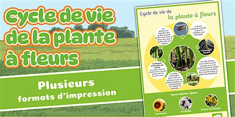 Infographie sur les cycles de vie des plantes