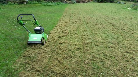 Résultat de la scarification sur une pelouse