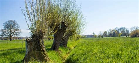 Illustration des étapes de plantation d'un saule marsault