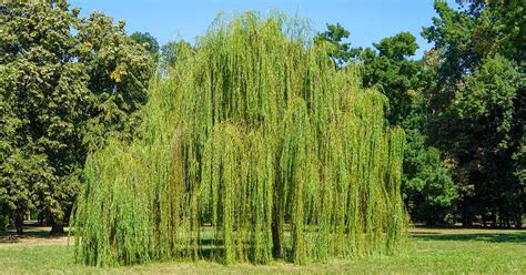 Images de différents types de saules dans des jardins