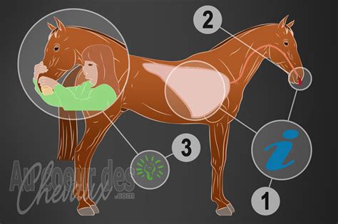 Anévrisme vermineux chez le cheval