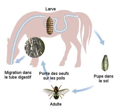 Larves de gastérophiles dans l'estomac d'un cheval