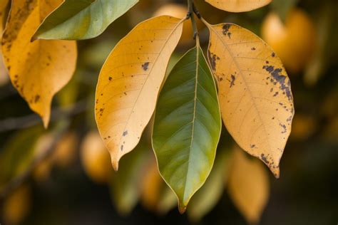 Jardinier inspectant les feuilles d'un citronnier pour détecter des parasites