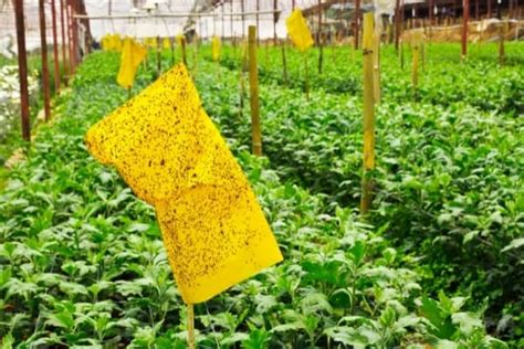 Piège jaune englué pour aleurodes
