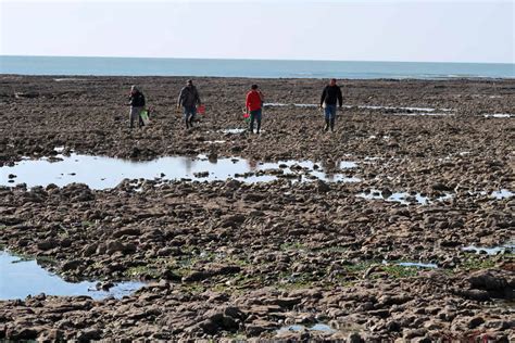 Pêche à pied de moules sur l'estran