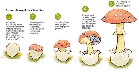 Infographie sur les facteurs favorisant la croissance des champignons dans le gazon