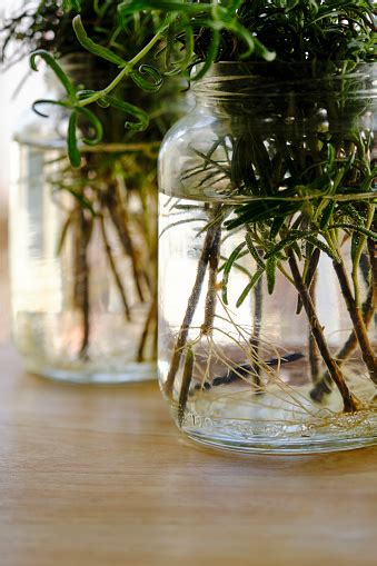 boutures dans des bocaux en verre