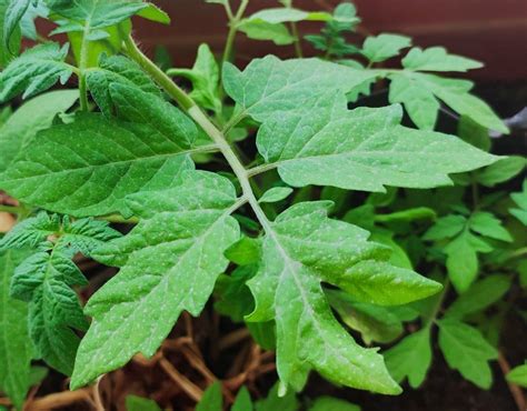 Feuilles de tomate atteintes d'oïdium