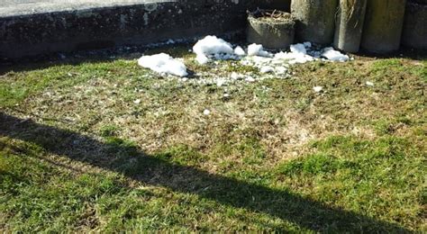 Réensemencement d'un gazon après moisissure des neiges