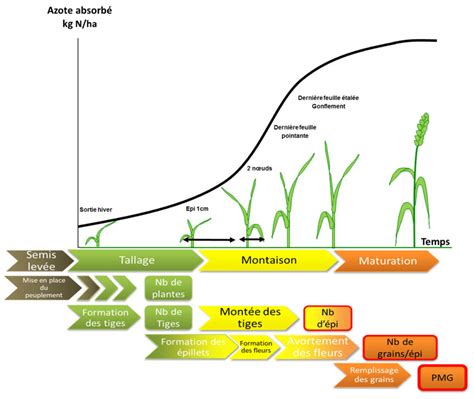 Schéma de l'impact de la fertilisation azotée sur la croissance des plantes