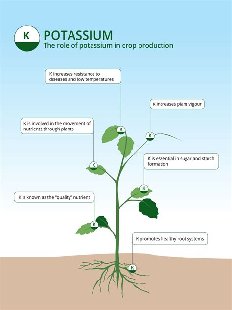Diagramme illustrant l'absorption du potassium par la plante