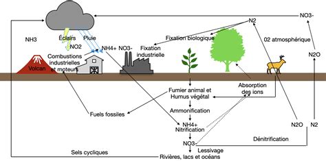 Processus de transformation de l'azote dans le sol