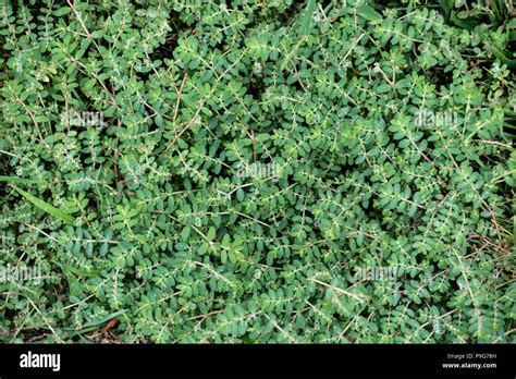 Différents types de mauvaises herbes envahissantes