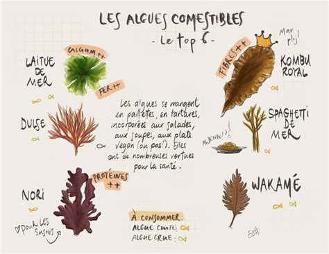 Diverses algues marines comestibles