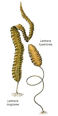 Illustration des différentes parties d'une algue laminaire