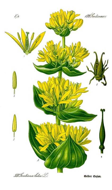 Alkanna lutea illustration botanique