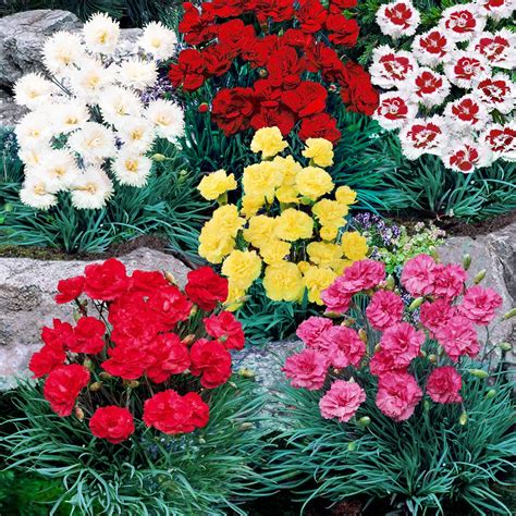 Variétés d'oeillets nains pour rocailles