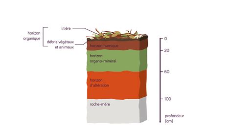 Schéma illustrant la structure du sol et la répartition des nutriments