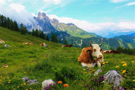 Paysage alpin avec vaches et fleurs