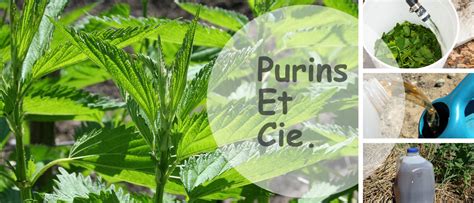 Infographie sur les différents usages des purins de plantes