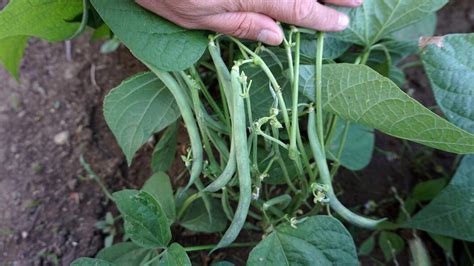 Haricots verts poussant en pots sur un balcon