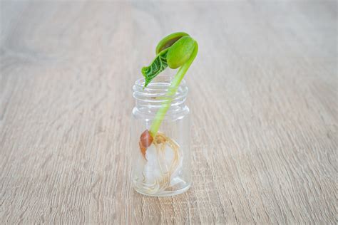Graines de haricot en germination dans du coton