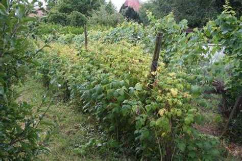 Plantation de jeunes framboisiers en été