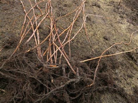 Racine de framboisier coupée en tronçons pour bouturage