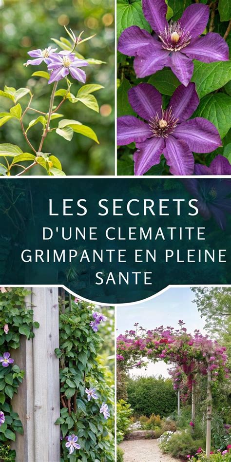 Schéma de la structure d'une clématite grimpante