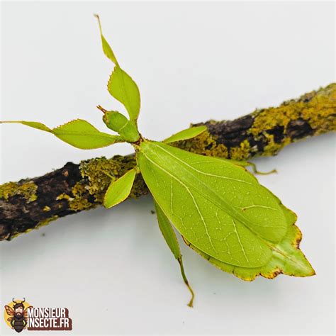 Phasme bâton sur une feuille de ronce