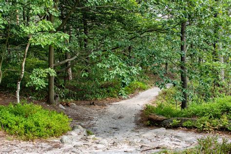 Roncier sauvage au bord d'un chemin forestier