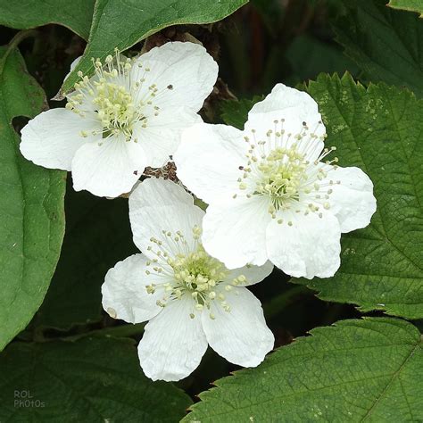 Fleurs de ronce de couleur blanc/rose