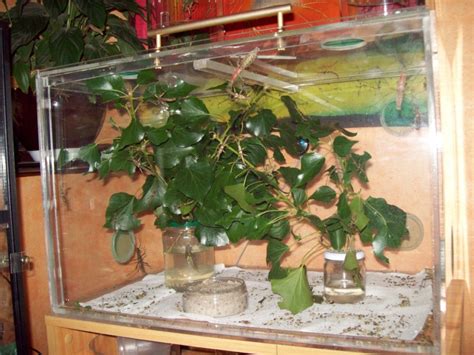 Terrarium avec des branches de ronce pour l'élevage de phasmes