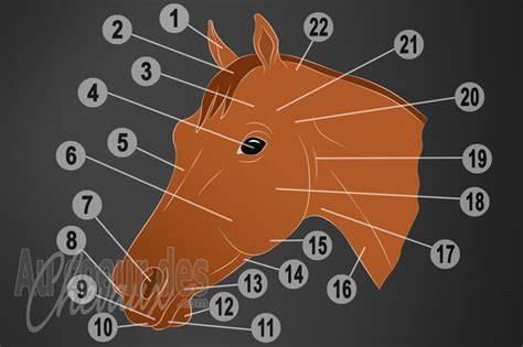 Tête de cheval Trakehner élégante