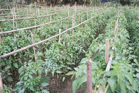 Différentes structures de tuteurage pour tomates