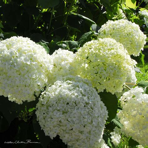 Différentes formes de fleurs d'hortensia (boules, plates, panicules)