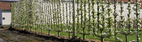 Arbres fruitiers en espalier sur un mur ancien