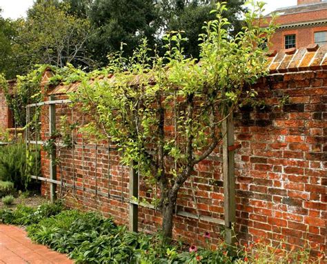 Poirier en espalier contre un mur de ferme